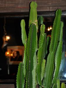 サボテン サボテン