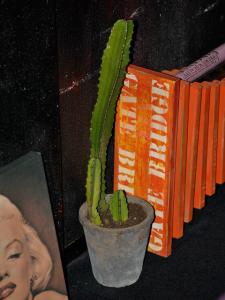 サボテン サボテン