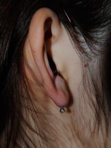 トランスバースイヤーガス トランスバースイヤーガス