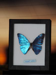 青い蝶々