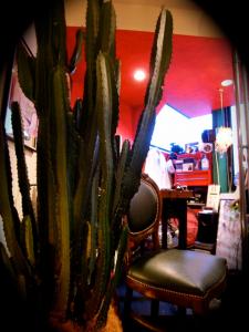 サボテン サボテン