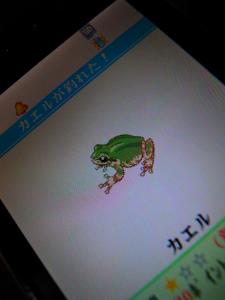 カエル カエル