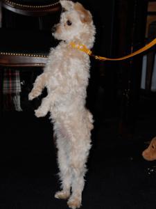 シャネル様 シャネル様