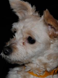 シャネル様 シャネル様