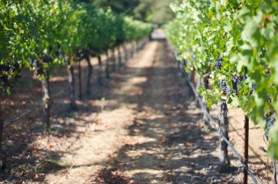Napa Napa