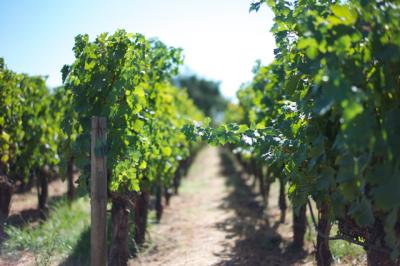 Napa Napa
