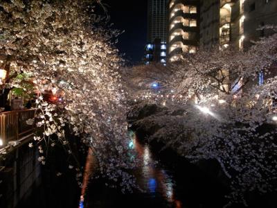 夜桜 夜桜