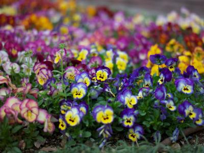 パンジー パンジー