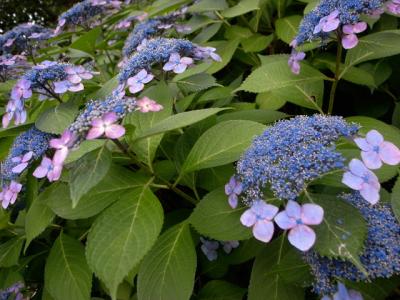 紫陽花 紫陽花