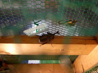 かぶと虫 かぶと虫