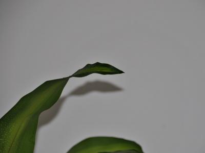 ドラセナマッサンゲアナ ドラセナマッサンゲアナ