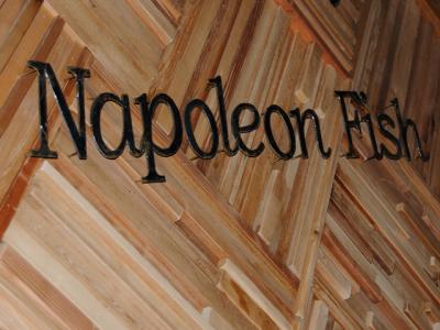 Napoleon Fish Napoleon Fish