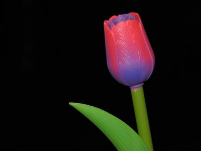 TULIP TULIP