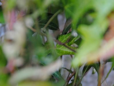 アイビー アイビー