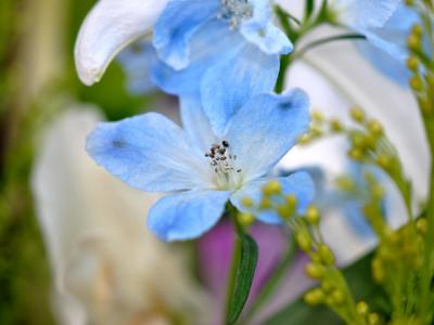 お花 お花