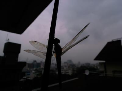 ボ ボ